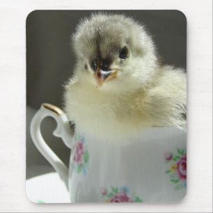 Blue Cochin Chick Musmatta