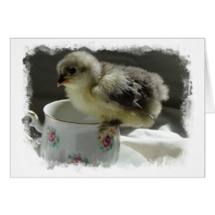 Blue Cochin Chick på Tekopp med Gräns Hälsningskort