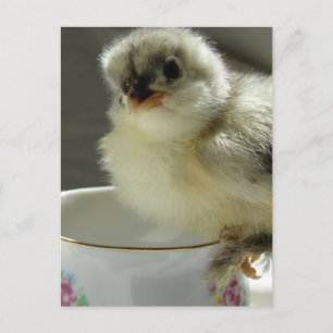 Blue Cochin Chick på Tekopp Vykort
