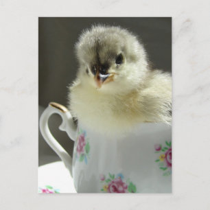 Blue Cochin Chick Vykort