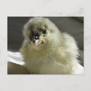 Blue Cochin Chick Vykort