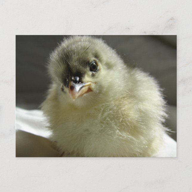 Blue Cochin Chick Vykort (Framsida)
