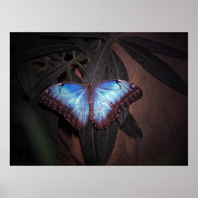 Blue Common Morpho Butterfly Poster (Framsidan)