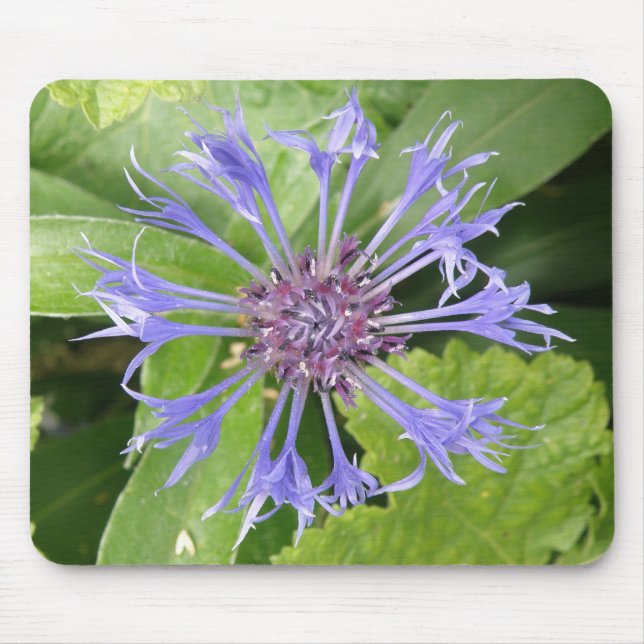 Blue Cornblomma Mousepad Musmatta (Framsidan)