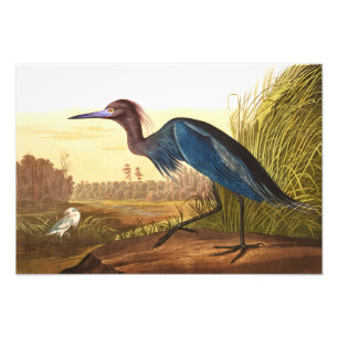 Blue Crane eller Heron av John James Audubon Fototryck