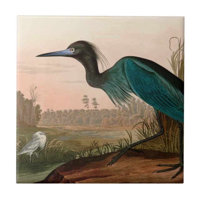 Blue Crane eller Heron Birds of America Audubon Pr Kakelplatta (Framsidan)