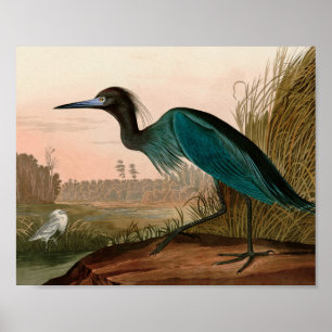Blue Crane eller Heron Birds of America Audubon Pr Poster