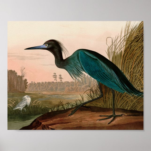 Blue Crane eller Heron Birds of America Audubon Pr Poster (Framsidan)
