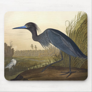 Blue Crane eller Heron Birds of America John James Musmatta