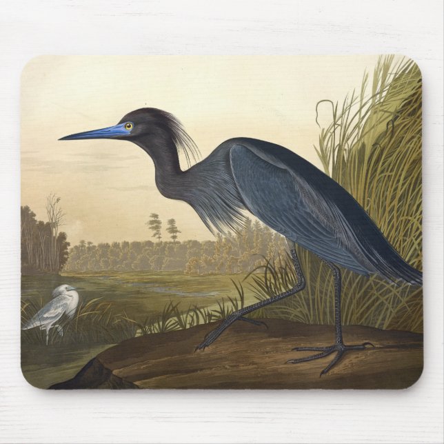 Blue Crane eller Heron Birds of America John James Musmatta (Framsidan)
