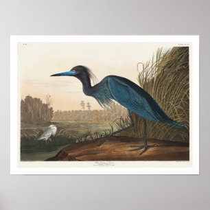 Blue Crane eller Heron by Audubon Poster