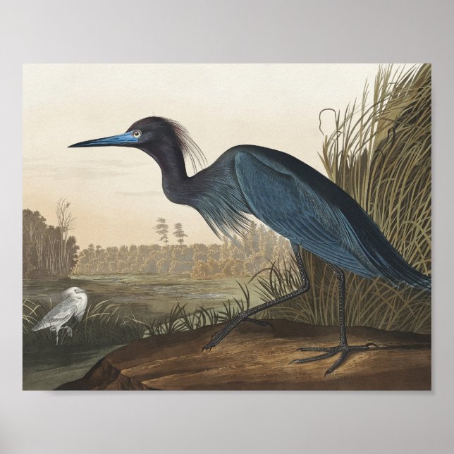 Blue Crane eller Heron från amerikanska fåglar Poster (Framsidan)