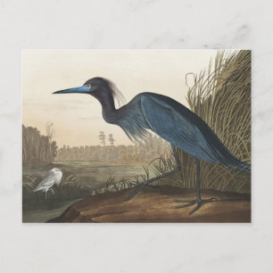 Blue Crane eller Heron från amerikanska fåglar Vykort