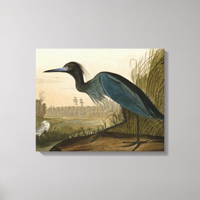 Blue Crane Heron Audubon Painting Canvastryck (Framsida)