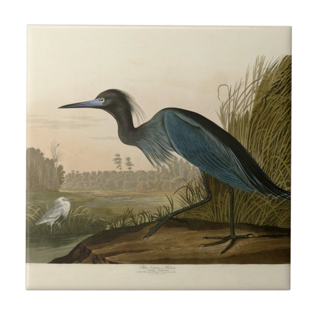 Blue Crane Heron Audubon Painting Kakelplatta (Framsidan)