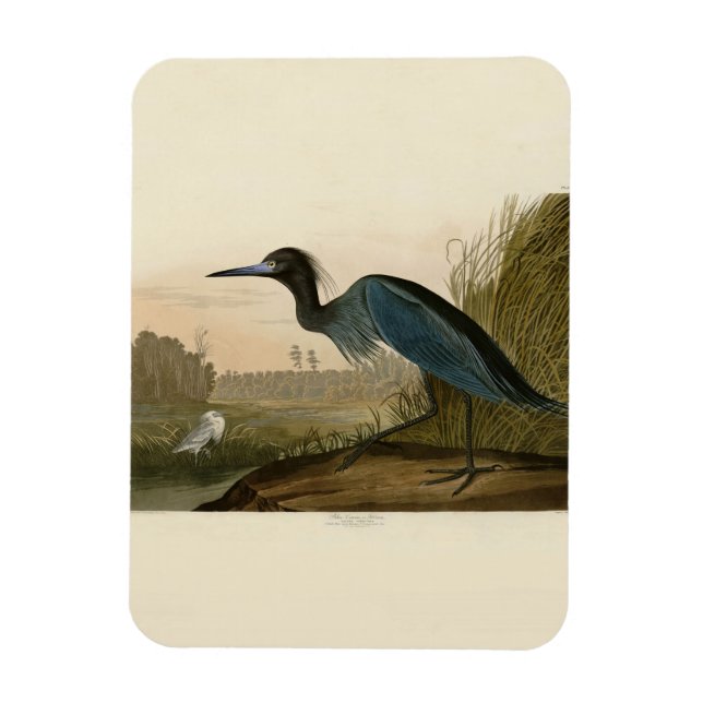 Blue Crane Heron Audubon Painting Magnet (Vertikal)