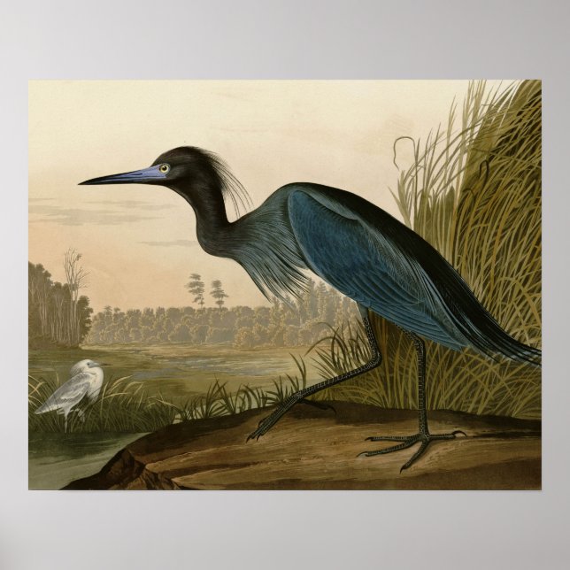 Blue Crane Heron Audubon Painting Poster (Framsidan)