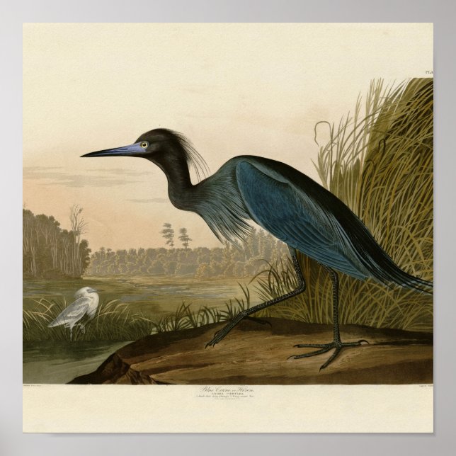 Blue Crane Heron Audubon Painting Poster (Framsidan)