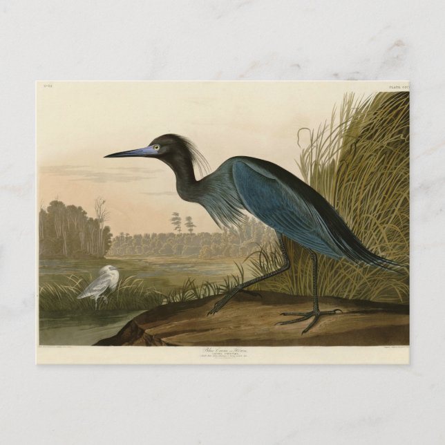 Blue Crane Heron Audubon Painting Vykort (Framsida)