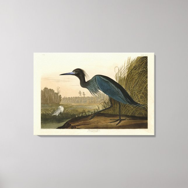 Blue Crane, Heron, från Audubon's Birds of America Canvastryck (Framsida)
