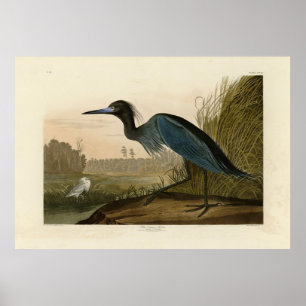 Blue Crane, Heron, från Audubon's Birds of America Poster