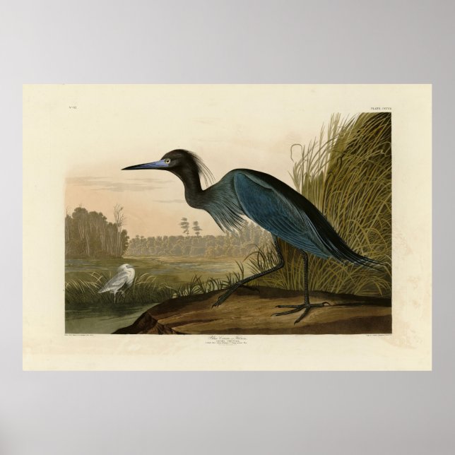 Blue Crane, Heron, från Audubon's Birds of America Poster (Framsidan)