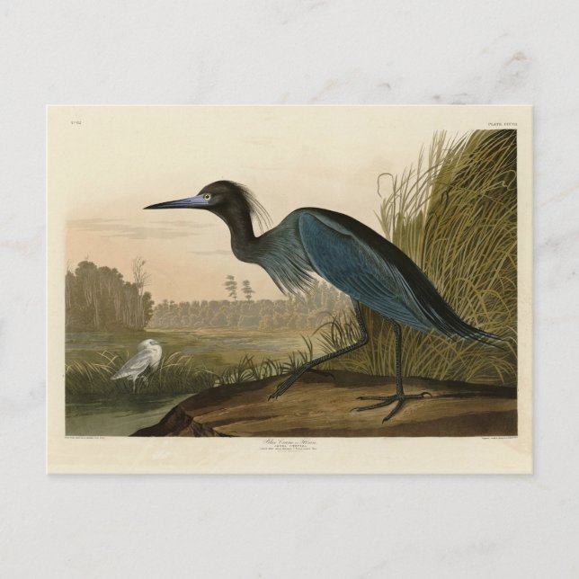 Blue Crane, Heron, från Audubon's Birds of America Vykort (Framsida)