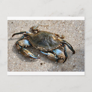 Blue Crawling Vykort