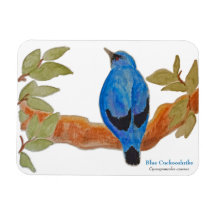 Blue Cuckoshrike på Gren Watercolor Bird