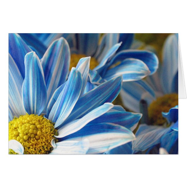 Blue Daises #2 Hälsningskort (Framsidan Horizontal)
