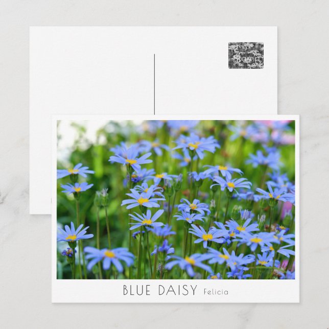 Blue Daisy Vykort (Fram/baksida)