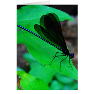 Blue Damselfly på grönten löv. Hälsningskort