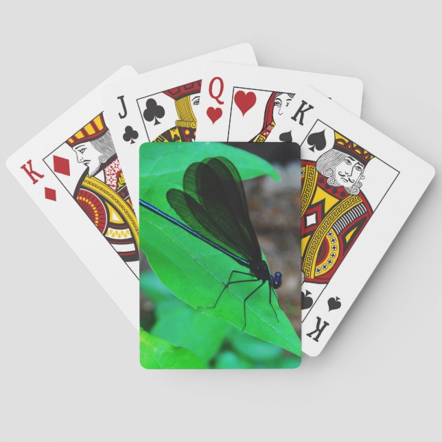 Blue Damselfly på grönten löv. Kortlek (Baksidan)