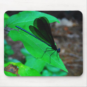 Blue Damselfly på grönten löv. Musmatta