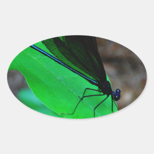 Blue Damselfly på grönten löv. Ovalt Klistermärke