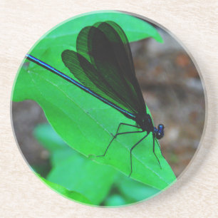Blue Damselfly på grönten löv. Underlägg