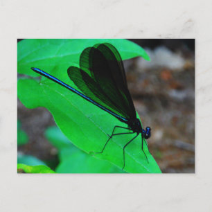 Blue Damselfly på grönten löv. Vykort