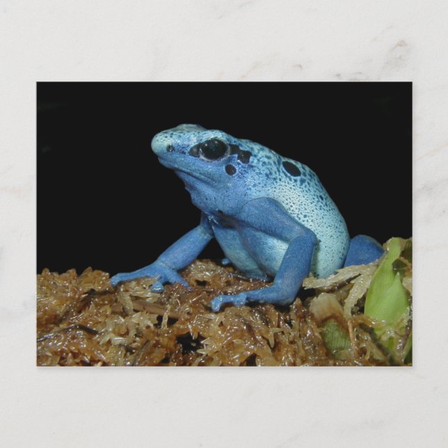 Blue Dart Frog (Dendrobates azureus).jpg Vykort (Framsida)