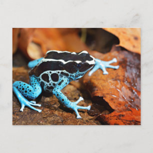 Blue Dart Frog Dendrobates Tinctorius Vykort