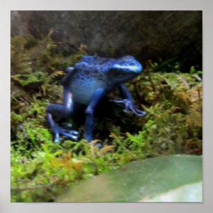 Blue Dart Frog Poster