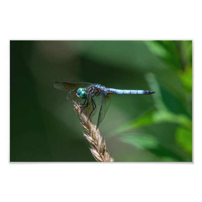 Blue Dasher Dragon Fly Fototryck (Framsidan)