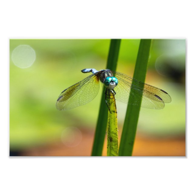 Blue Dasher Dragon Fly Fototryck (Framsidan)