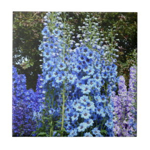 Blue Delphinium Blommigt Flowers Garden Nature Kakelplatta