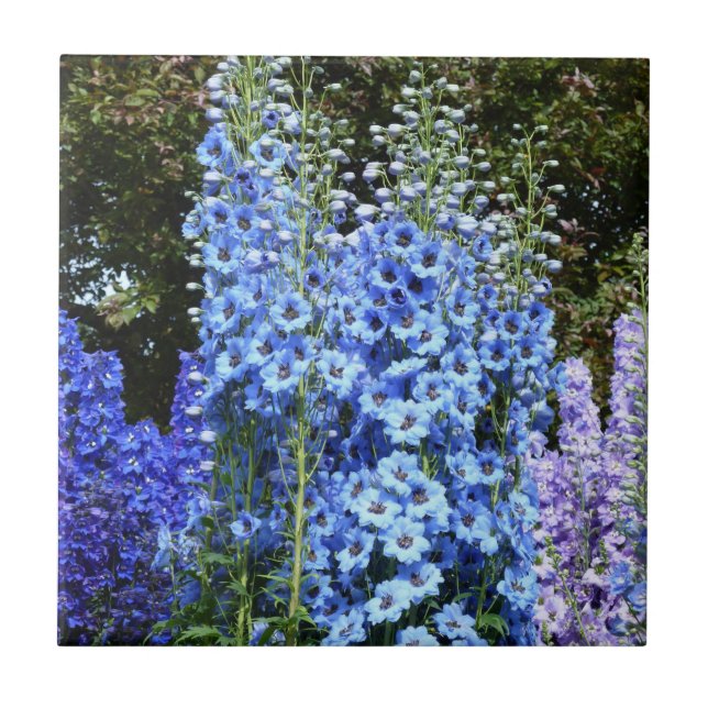 Blue Delphinium Blommigt Flowers Garden Nature Kakelplatta (Framsidan)