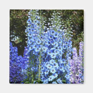 Blue Delphinium Blommigt Flowers Garden Nature Magnet