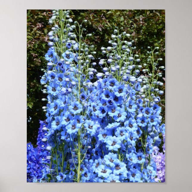 Blue Delphinium Blommigt Flowers Garden Nature Poster (Framsidan)