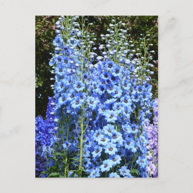 Blue Delphinium Blommigt Flowers Garden Nature Vykort (Framsida)