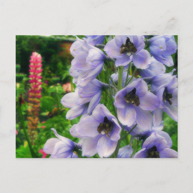 Blue Delphinium Vykort (Framsida)