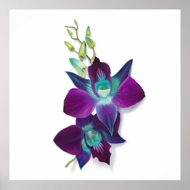 Blue Dendrobium eller Blue Bom Orchid Painting Poster (Framsidan)