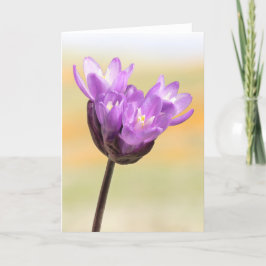 Blue Dick Wildblomma Kort